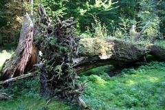 Killikus&reg; Fotographie